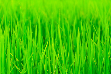 Fototapeta na wymiar close-up of natural green grass background, soft focus