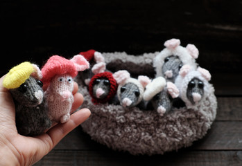 woman hand hold tiny rat with grey mice in basket background