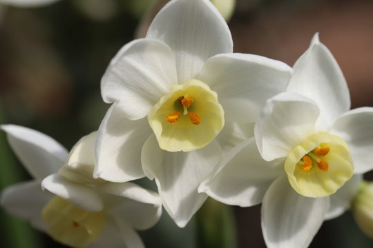 80 件の最適な 房咲き水仙 画像 ストック写真 ベクター Adobe Stock