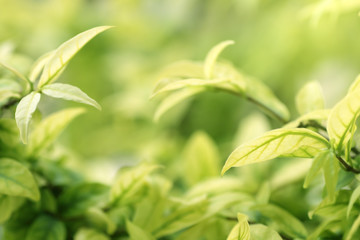 nature view of green leaf on blurred greenery background