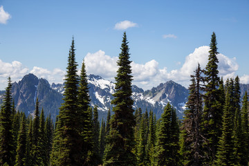 Beautiful American Mountain Landscape view during a sunny summer day. Taken in Paradise, Mt Rainier National Park, Washington, United States of America.