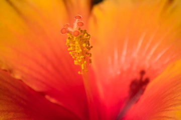 Yellow and red flower with buds
