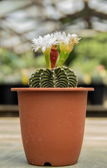 beautiful cactus flower