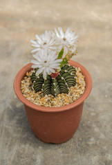 beautiful cactus flower