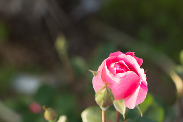 Pink flower among green leaves