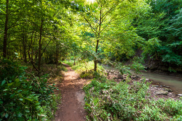 Obraz premium A natural walking path next to Nine Mile Run in Frick Park, Pittsburgh, Pennsylvania, USA. The stream runs through the park and ends up emptying into the Monongahela River