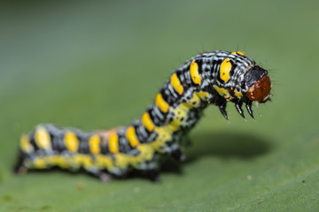 caterpillar