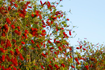 Red flower sprouts among green leaves