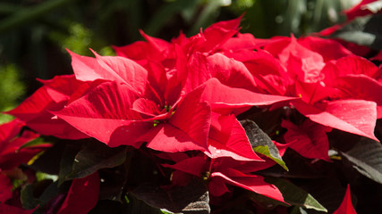 Red poinsettia