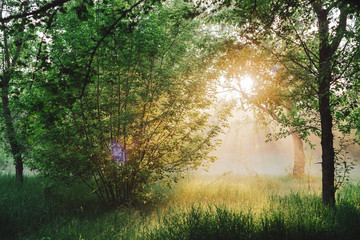 Naklejka premium Scenic sunny green landscape. Scenery of morning nature in sunlight. Trees silhouettes on sunrise. Sunbeams and lens flare on foliage with copy space. Bright sun shines through trees leaves on sunset.