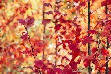 Vivid red leaves of hawthorn on autumn bokeh background. Beautiful shrub of crataegus on fall hedge texture in sunrise. Rich flora in sunset. Colorful foliage in golden hour. Scenic natural backdrop.