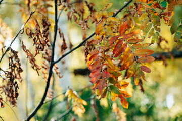 Wild rowan branches in autumn forest on bokeh background in sunrise. Orange red leaves in sunset close-up. Autumn woodland backdrop with colorful rich flora in sunlight. Fall rowan leaves in backlight