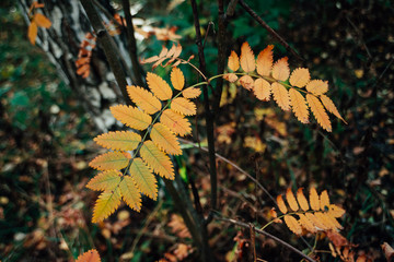 Wild rowan branch near birch in autumn forest on rich flora background. Fall orange leaves close-up. Autumn woodland backdrop with colorful  vegetation. Rowan fall yellow leaves in woods.