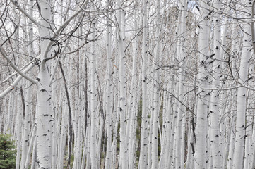 Fototapeta premium White Burch Trees in Dixie National Forest in Utah, United States of America