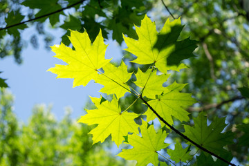 Fototapeta na wymiar Green leaves of the maple lit by sunlight against a blue sky.