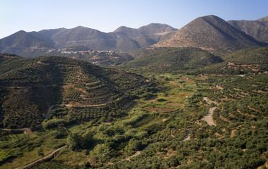 Fototapeta na wymiar Aerial view on olive groves on the hils and mountain slopes. Crete, Greece.