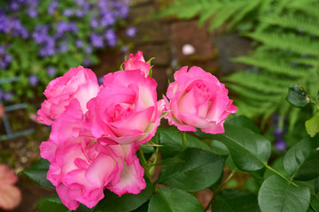 ピンクのバラと宿根草が咲く庭