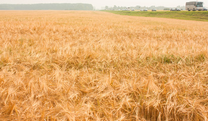 Beautiful field of ripe golden barley. Near the road, driving cars and buses. Rural landscape. Beautiful nature