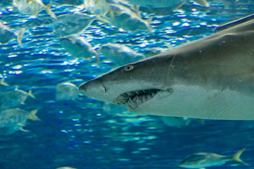 Shark in the Toronto Aquarium
