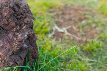 Big stones between green grass