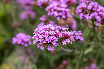A garden full of purple top Brazilian verbena