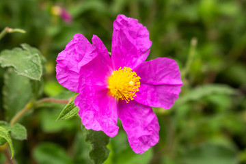 Fototapeta premium A single fuchsia colored rockrose flower in the garden