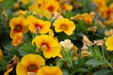 A closeup shot of a garden full of calibrachoa flowers