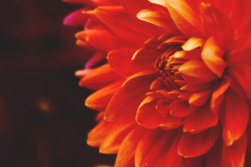 A closeup view of warm colored dahlia flowers