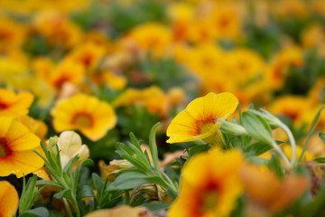A closeup shot of a garden full of calibrachoa flowers