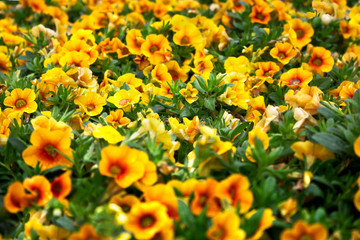 A closeup shot of a garden full of calibrachoa flowers