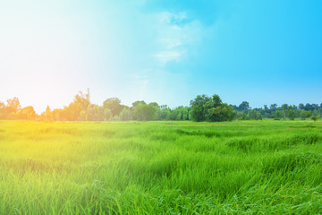 Bright green rice fields and orange light in the morning