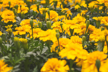A view of rustic yellow marigolds in a garden
