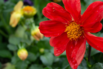 A closeup of a single red dahlia flower in the garden