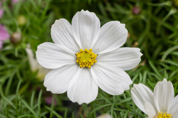 Fototapeta premium A single white cosmos flower in the garden