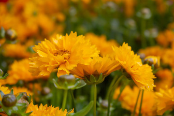 A closeup view of a garden of coreopsis flowers