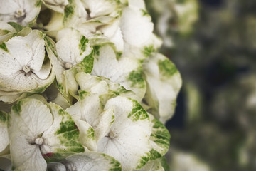 A closeup view of green and white hydrangea flowers in a garden