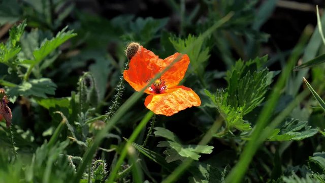 Beautiful wild red poopy flower gently swaying in the wind