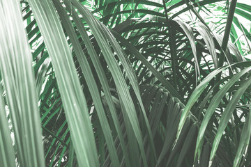 Obraz na płótnie Canvas A rustic palm tree background