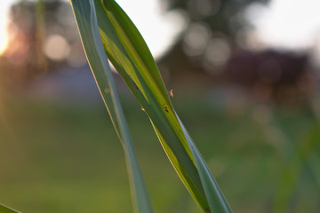 aphids on a leaf