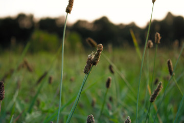 grass seeds with sun setting in background