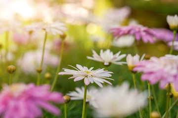 Closeup and crop colorful grassland flowers with sun and lens flare background.