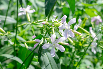 Naklejka premium Bright white flowers in a sunny garden