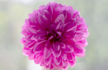 Pink chrysanthemum on a gray background. Garden flower Nature