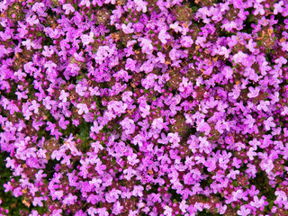 Wild thyme on the Llyn Peninsula, Gwynedd, Wales, UK