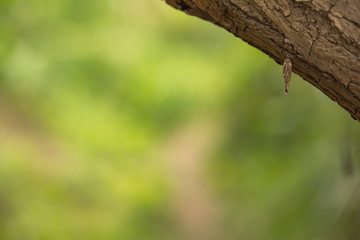日本の風景　川