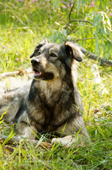 Portrait of a shaggy dog in nature