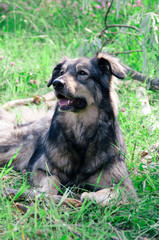 Portrait of a shaggy dog in nature