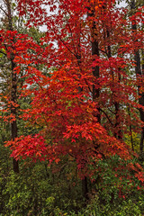 Bright Red Maple Leaves for Autumn
