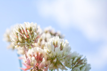 Blurred white Shamrock clover flower aka Trifolium on blue sky on summer meadow