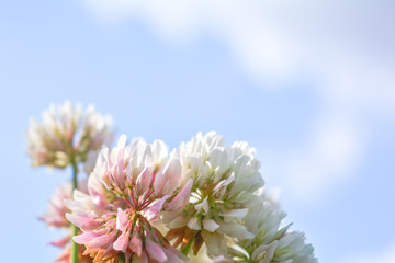 Blurred white Shamrock clover flower aka Trifolium on blue sky on summer meadow
